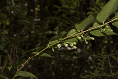 Gaultheria leucocarpa