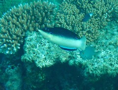 Anampses neoguinaicus