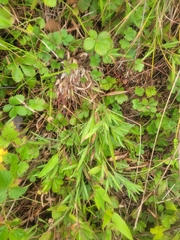 Dichanthelium meridionale