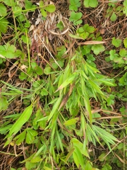 Dichanthelium meridionale