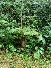 Dicksonia sellowiana