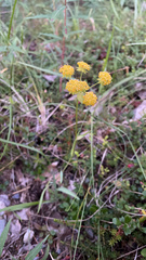 Bupleurum americanum