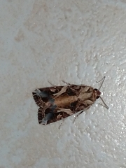 Spodoptera littoralis