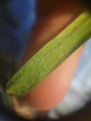 Dichanthelium meridionale
