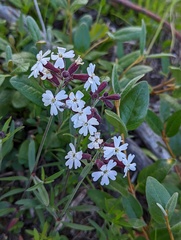 Silene repens