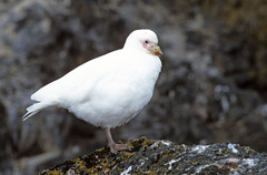 Chionis albus