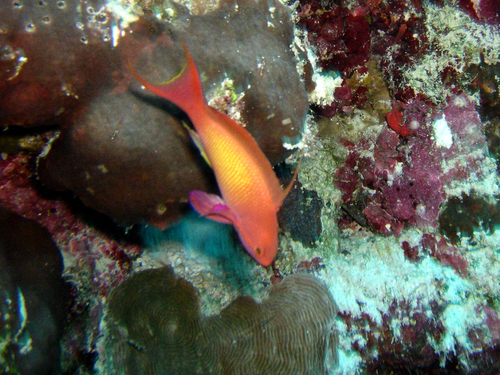 Lyretail Anthias