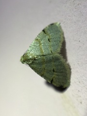 Chrioloba perpusilla