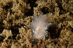 Antiopella cristata