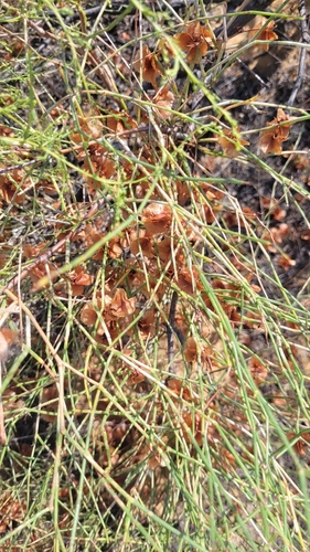 Calligonum aphyllum (Calligonum aphyllum)