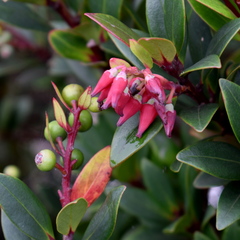 Vaccinium varingiifolium