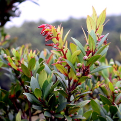 Vaccinium varingiifolium