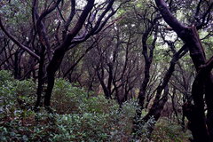 Vaccinium varingiifolium