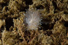 Antiopella cristata