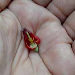 Vaccinium varingiifolium