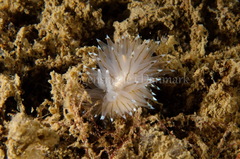 Antiopella cristata
