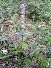 Pedicularis verticillata