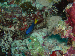 Pomacentrus philippinus