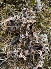 Masonhalea richardsonii