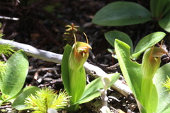 Pterostylis humilis