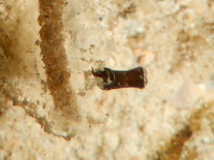 Biuve fulvipunctata