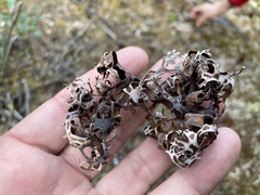 Masonhalea richardsonii