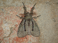 Dasychira tephra