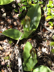 Pterostylis humilis