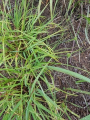 Cyperus lupulinus macilentus