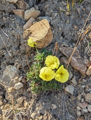 Papaver radicatum