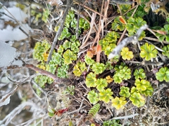 Azorella hydrocotyloides