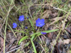 Chamaescilla corymbosa