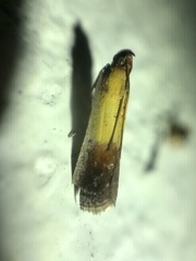 Piesmopoda semilutea