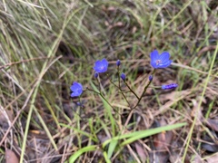 Chamaescilla corymbosa