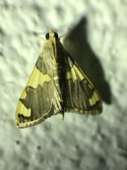 Rehimena phrynealis