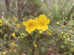 Hibbertia hypericoides