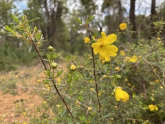 Hibbertia hypericoides