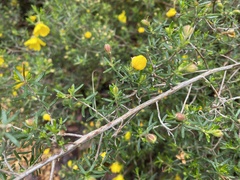 Hibbertia hypericoides