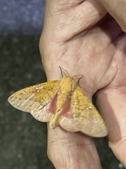 Syssphinx bicolor