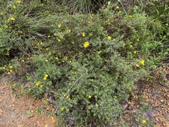Hibbertia hypericoides