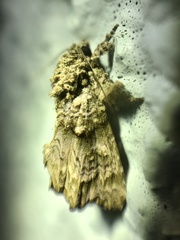 Callopistria guttulalis