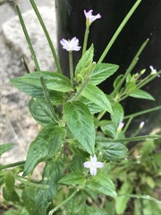Epilobium ciliatum
