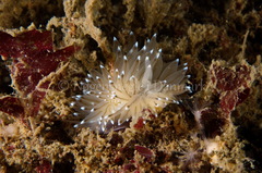 Antiopella cristata