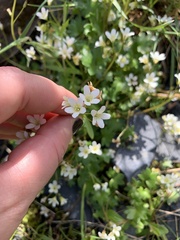 Romanzoffia sitchensis