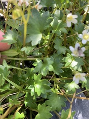 Romanzoffia sitchensis