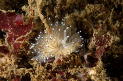 Antiopella cristata