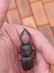 Prosopocoilus inclinatus