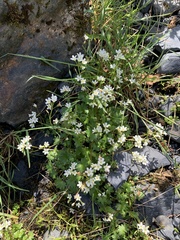 Romanzoffia sitchensis