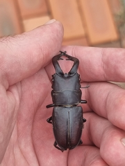 Prosopocoilus inclinatus