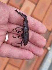 Prosopocoilus inclinatus